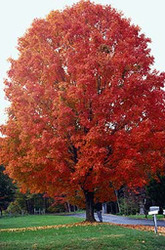 Acer saccharum 'Commemoration' — photo 2